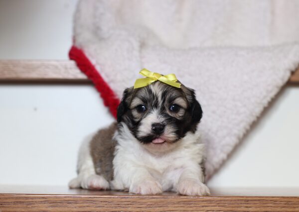 1073aaaNessa-Teddy Bear puppy -The Puppy Lodge.JPG