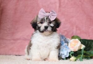 1073bbbNessa-Teddy Bear puppy -The Puppy Lodge.JPG