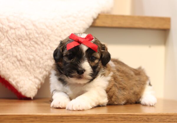 1076aNisha-Teddy-Bear-puppy-The-Puppy-Lodge-scaled.jpg