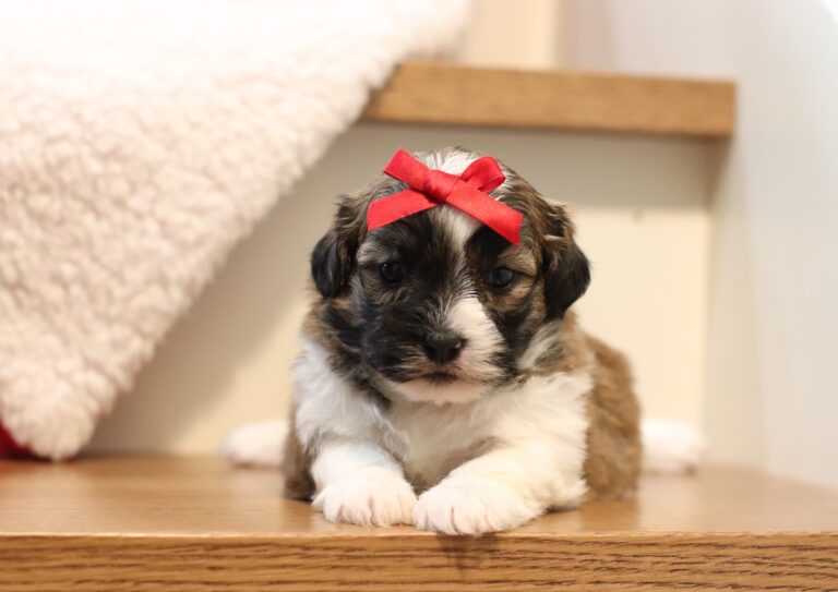 1076aaNisha-Teddy-Bear-puppy-The-Puppy-Lodge-scaled.jpg