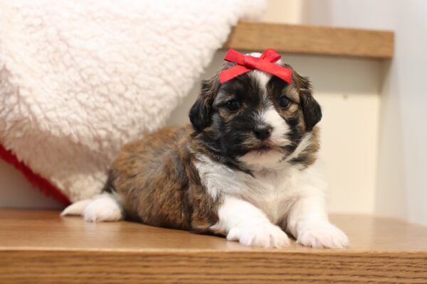 1076aaaNisha-Teddy Bear puppy -The Puppy Lodge.JPG