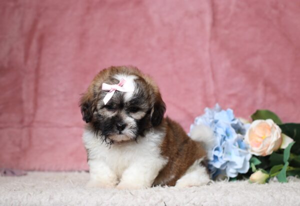 1076bNisha-Teddy-Bear-puppy-The-Puppy-Lodge-scaled.jpg