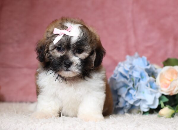 1076bbNisha-Teddy-Bear-puppy-The-Puppy-Lodge-scaled.jpg