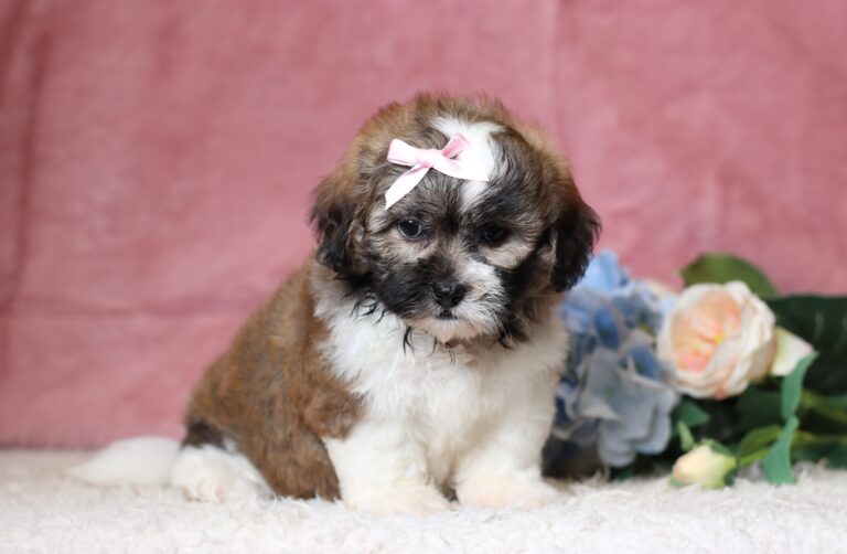 1076bbbNisha-Teddy Bear puppy -The Puppy Lodge.JPG