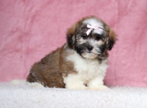 1076cNisha-Teddy-Bear-puppy-The-Puppy-Lodge-scaled.jpg