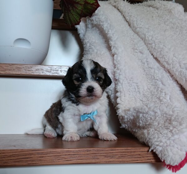 1077b-Nugget-Teddy-Bear-puppy-The-Puppy-Lodge-1.jpg