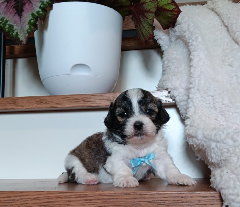1077bb-Nugget-Teddy-Bear-puppy-The-Puppy-Lodge-1.jpg