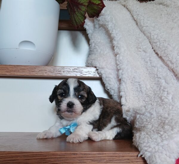 1077bbb-Nugget-Teddy-Bear-puppy-The-Puppy-Lodge-1.jpg