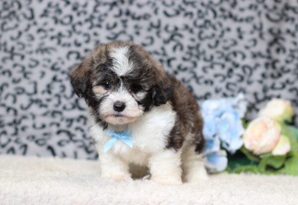 1077c-Nugget-Teddy-Bear-puppy-The-Puppy-Lodge-scaled.jpg