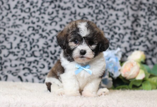 1077cc-Nugget-Teddy-Bear-puppy-The-Puppy-Lodge-scaled.jpg