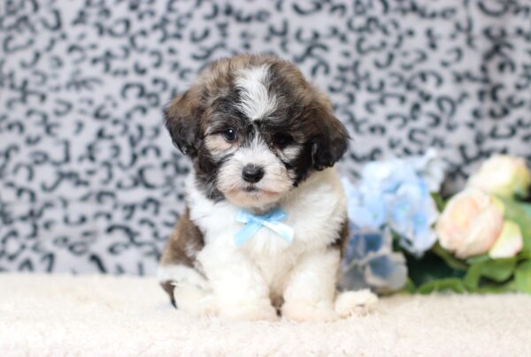 1077ccc Nugget-Teddy Bear puppy -The Puppy Lodge.JPG