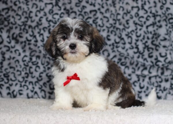 1077dNugget-Teddy-Bear-puppy-The-Puppy-Lodge-scaled.jpg