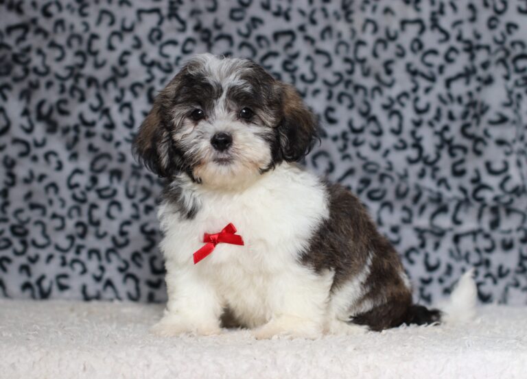 1077dNugget-Teddy-Bear-puppy-The-Puppy-Lodge-scaled.jpg