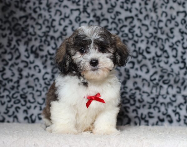1077ddNugget-Teddy-Bear-puppy-The-Puppy-Lodge-scaled.jpg