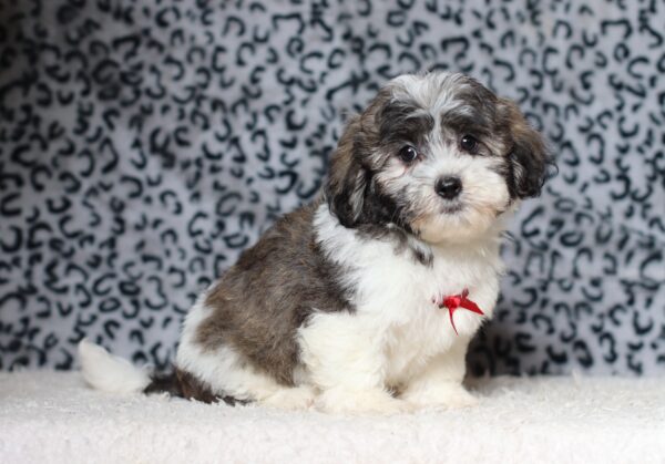 1077dddNugget-Teddy Bear puppy -The Puppy Lodge.JPG