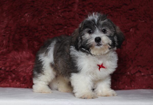 1077e-Nugget-Teddy-Bear-puppy-The-Puppy-Lodge-scaled.jpg