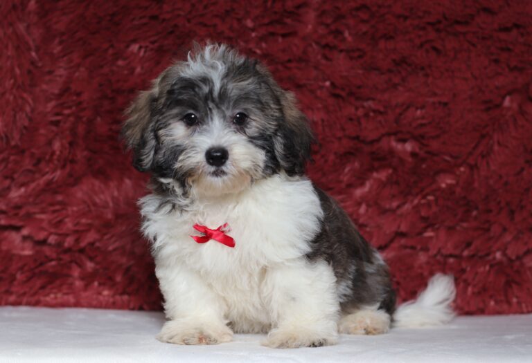 1077ee-Nugget-Teddy-Bear-puppy-The-Puppy-Lodge-scaled.jpg