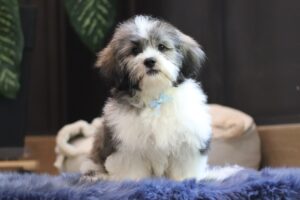 1077f-Nugget-Teddy-Bear-puppy-The-Puppy-Lodge-scaled.jpg