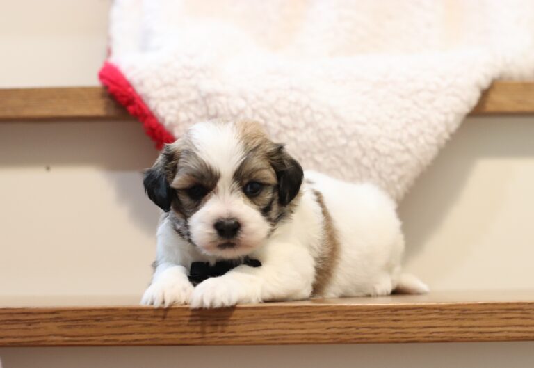 1080a-Nebo-Teddy-Bear-Puppy-The-Puppy-Lodge-scaled.jpg