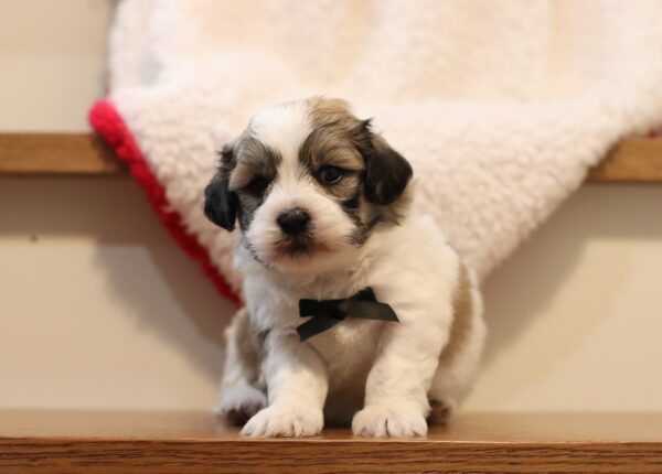 1080aa-Nebo-Teddy-Bear-Puppy-The-Puppy-Lodge-scaled.jpg