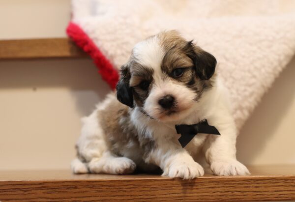 1080aaa Nebo Teddy Bear Puppy-The Puppy Lodge.JPG