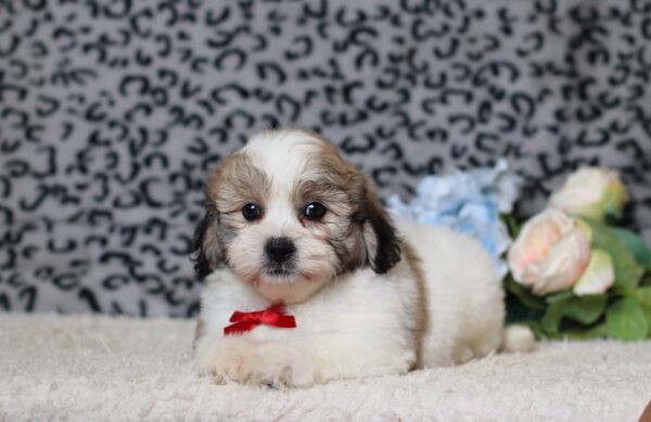 1080bNebo-Teddy-Bear-Puppy-The-Puppy-Lodge-scaled.jpg