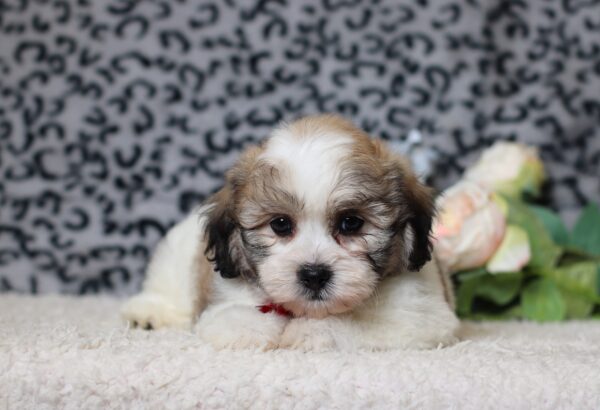 1080bbNebo-Teddy-Bear-Puppy-The-Puppy-Lodge-scaled.jpg