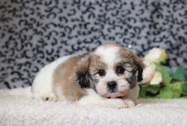 1080bbbNebo-Teddy-Bear-Puppy-The-Puppy-Lodge-scaled.jpg