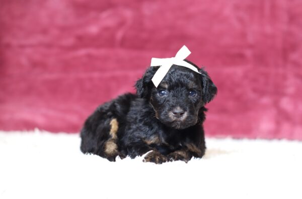3601a-Bambi-Mini-Poodle-Pupppy-The-Puppy-Lodge-scaled.jpg