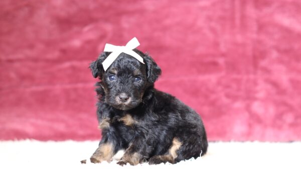 3601aa-Bambi-Mini-Poodle-Pupppy-The-Puppy-Lodge-scaled.jpg