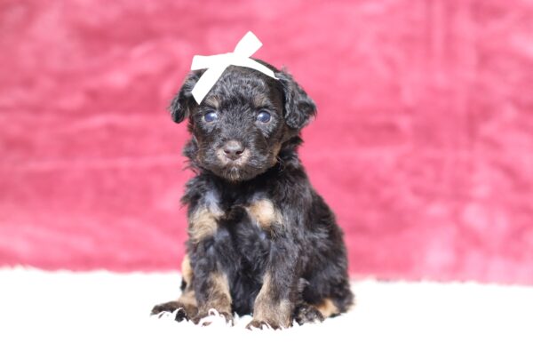 3601aaa-Bambi-Mini-Poodle-Pupppy-The-Puppy-Lodge-scaled.jpg
