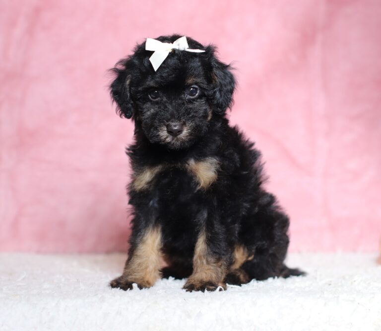 3601bbb-Bambi-Mini-Poodle-Pupppy-The-Puppy-Lodge-scaled.jpg