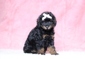 3602bbbBarbie-Mini Poodle Pupppy-The Puppy Lodge.JPG