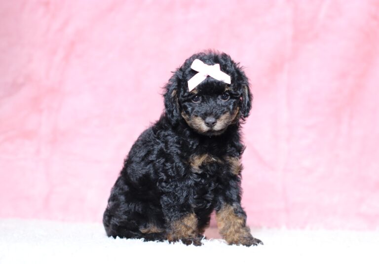 3602bbbBarbie-Mini Poodle Pupppy-The Puppy Lodge.JPG