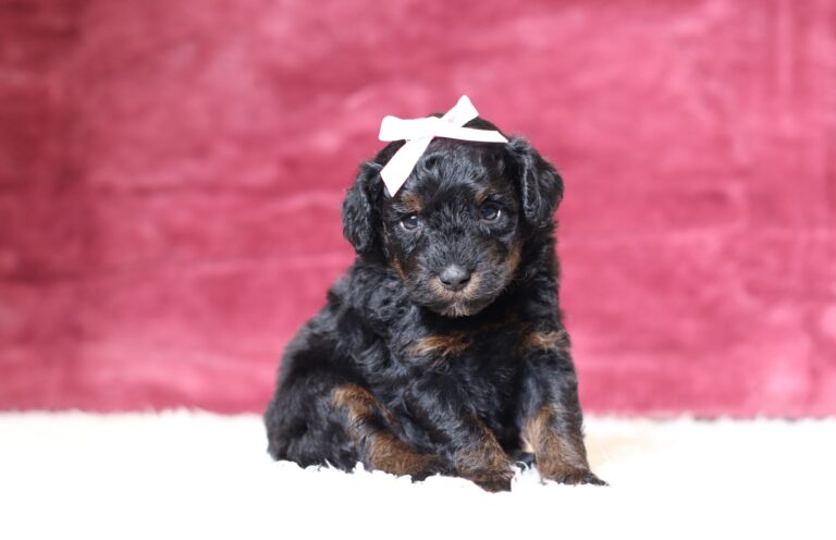 3605aaa-Blossom-Mini-Poodle-Pupppy-The-Puppy-Lodge-scaled.jpg