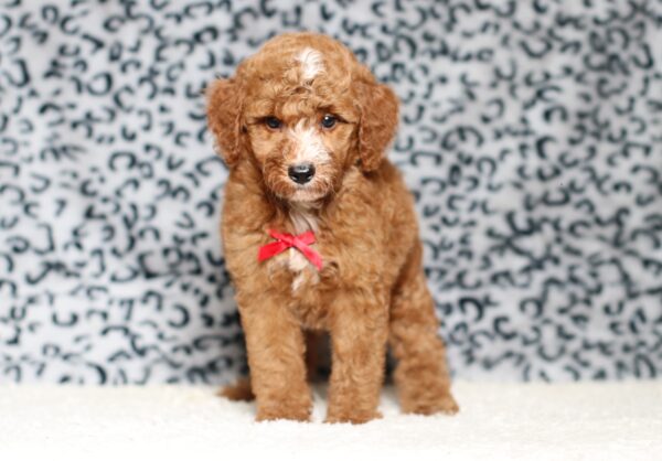 3606b-Landon-Mini-Poodle-Pupppy-The-Puppy-Lodge-scaled.jpg