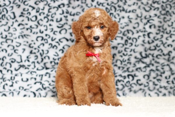 3606bbLandon-Mini-Poodle-Pupppy-The-Puppy-Lodge-scaled.jpg