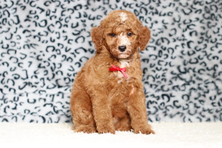 3606bbLandon-Mini-Poodle-Pupppy-The-Puppy-Lodge-scaled.jpg