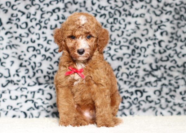 3606bbb Landon-Mini Poodle Pupppy-The Puppy Lodge.JPG
