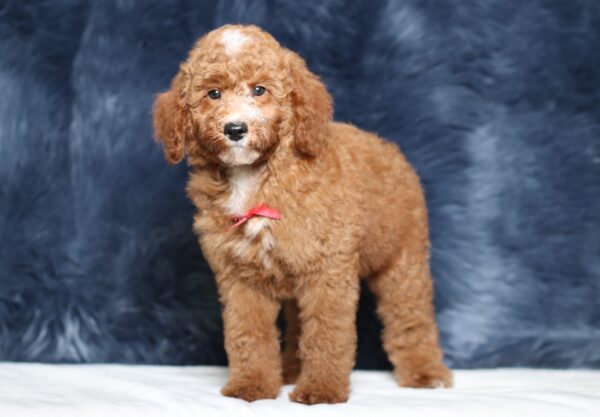 3606c-Landon-Mini-Poodle-Pupppy-The-Puppy-Lodge-scaled.jpg