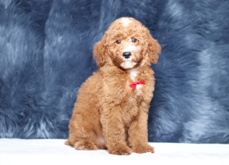 3606cc-Landon-Mini-Poodle-Pupppy-The-Puppy-Lodge-scaled.jpg
