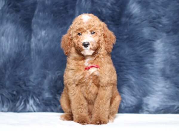 3606ccc-Landon-Mini-Poodle-Pupppy-The-Puppy-Lodge-scaled.jpg