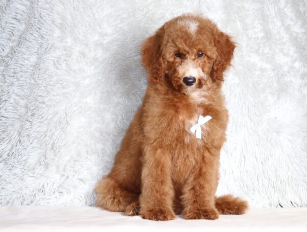 3606d-Landon-Mini-Poodle-Pupppy-The-Puppy-Lodge-scaled.jpg