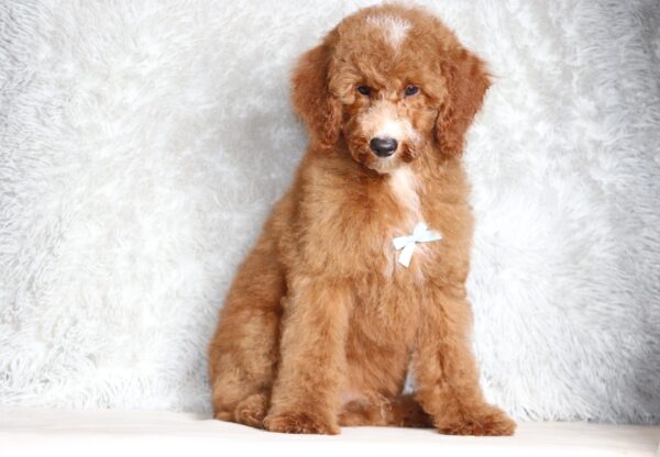3606dd-Landon-Mini-Poodle-Pupppy-The-Puppy-Lodge-scaled.jpg