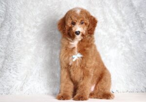 3606ddd-Landon-Mini-Poodle-Pupppy-The-Puppy-Lodge-scaled.jpg