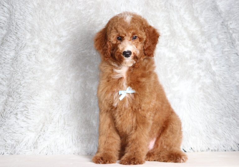 3606ddd-Landon-Mini-Poodle-Pupppy-The-Puppy-Lodge-scaled.jpg