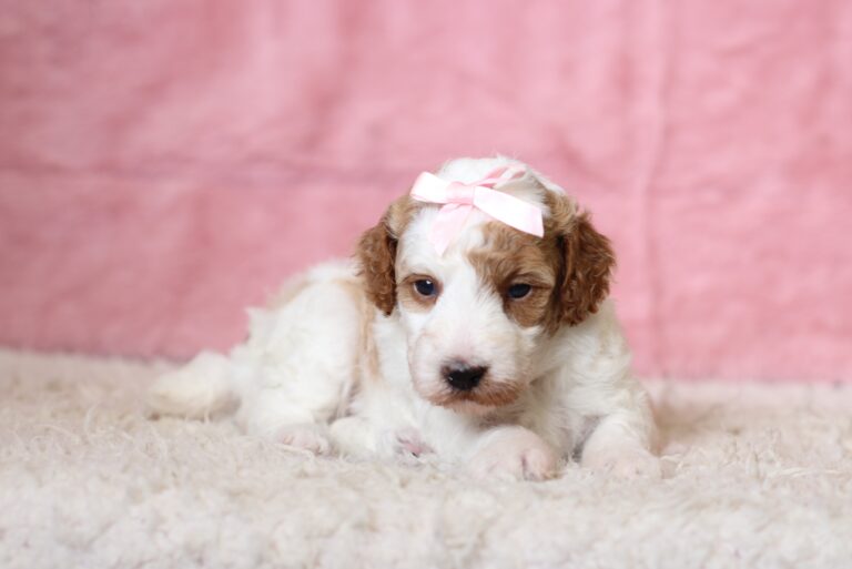 3611a-Louise-Mini-Poodle-Puppy-The-Puppy-Lodge-scaled.jpg