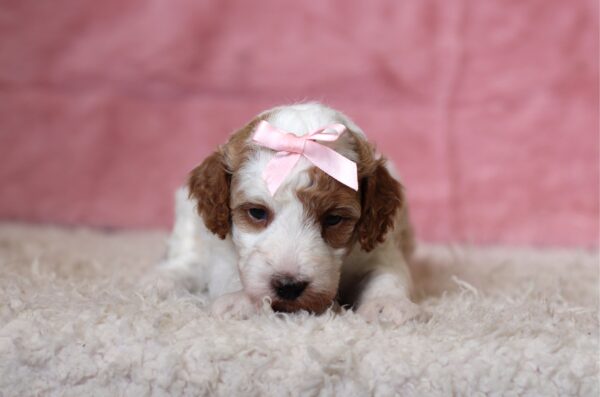 3611aa-Louise-Mini-Poodle-Puppy-The-Puppy-Lodge-scaled.jpg