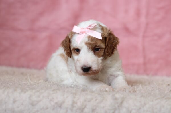 3611aaa-Louise-Mini-Poodle-Puppy-The-Puppy-Lodge-scaled.jpg