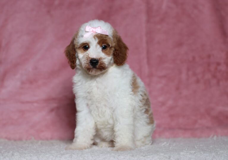 3611bLouise-Mini-Poodle-Puppy-The-Puppy-Lodge-scaled.jpg